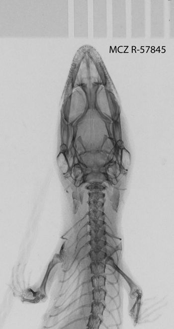 Media type: image;   Herpetology R-57845